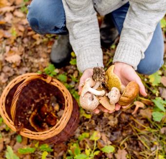 Lenke til artikkel: Vær trygg på soppen du plukker
